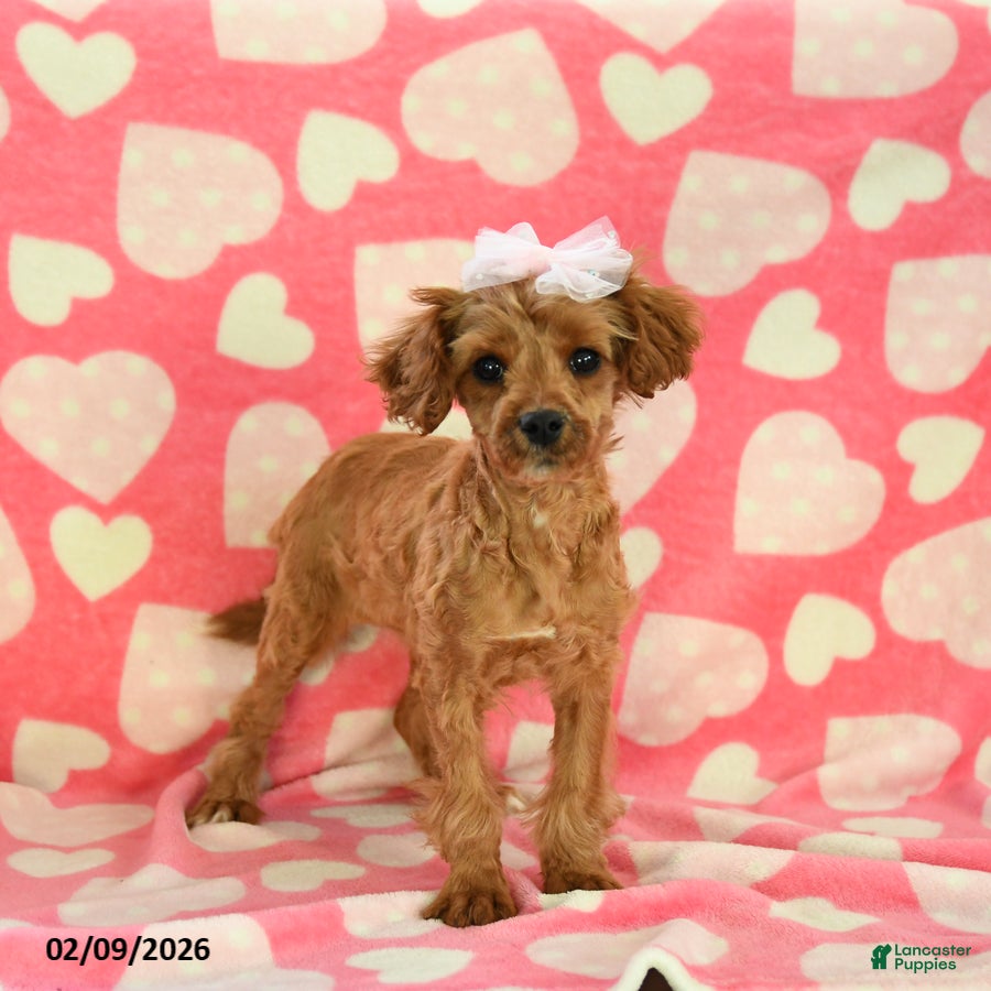 Cavapoo dogs Whisper - Ad 1