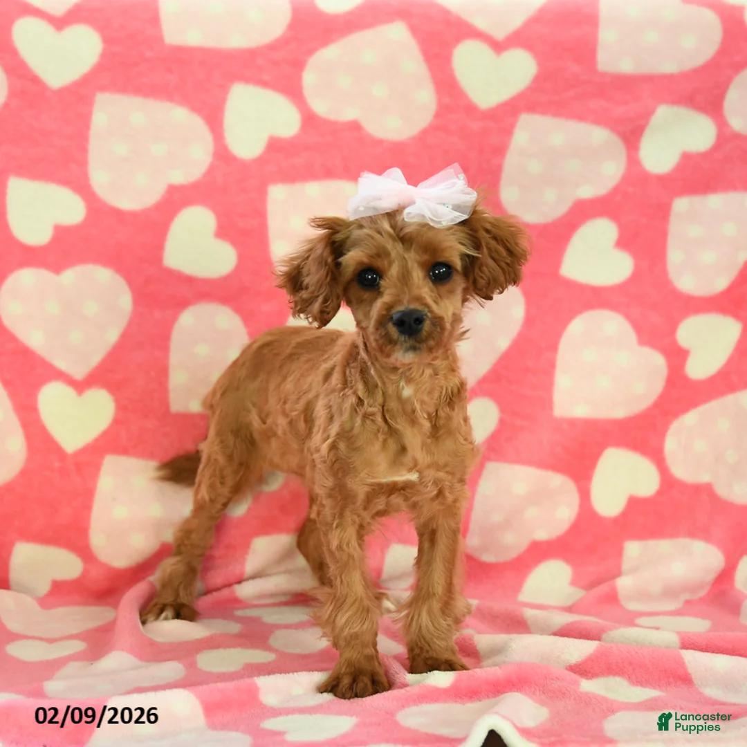 Cavapoo dogs for sale: Whisper - Ad 1