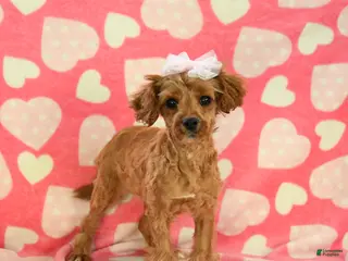 Cavapoo dogs Whisper - Ad 1