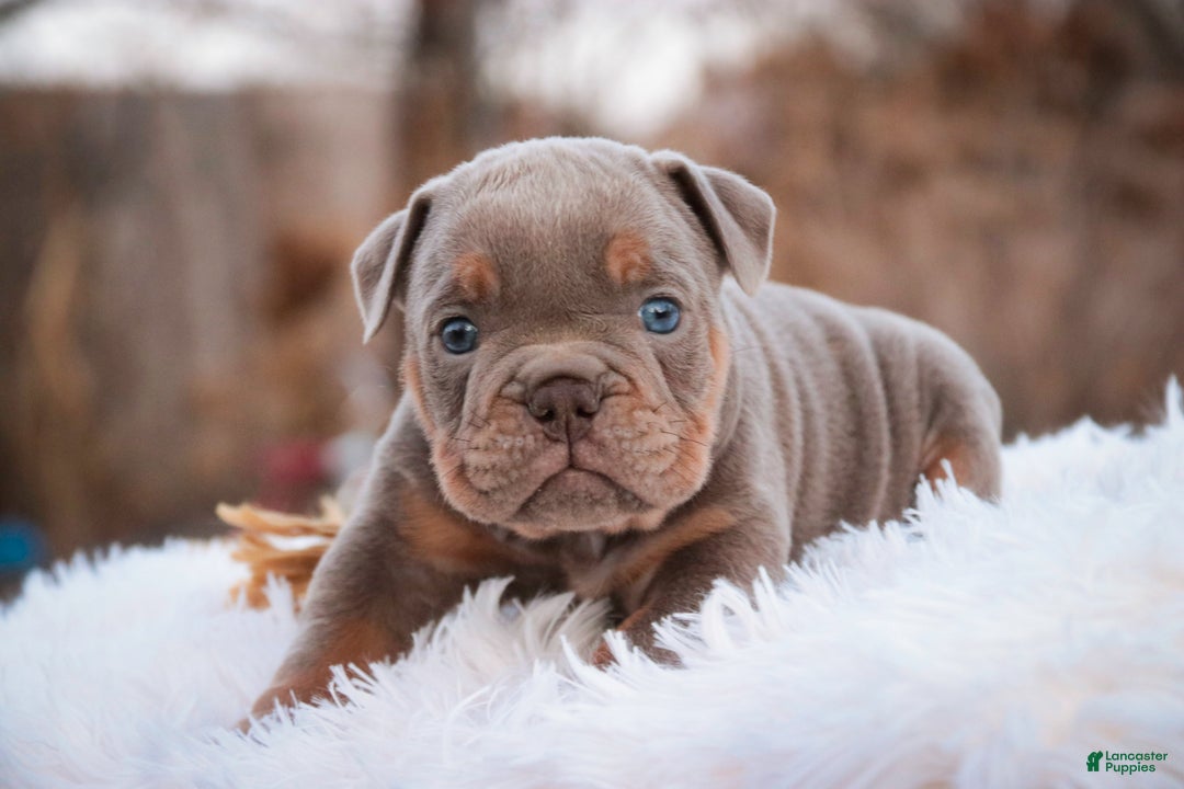 English Bulldog dogs for sale: Titan - Ad 6