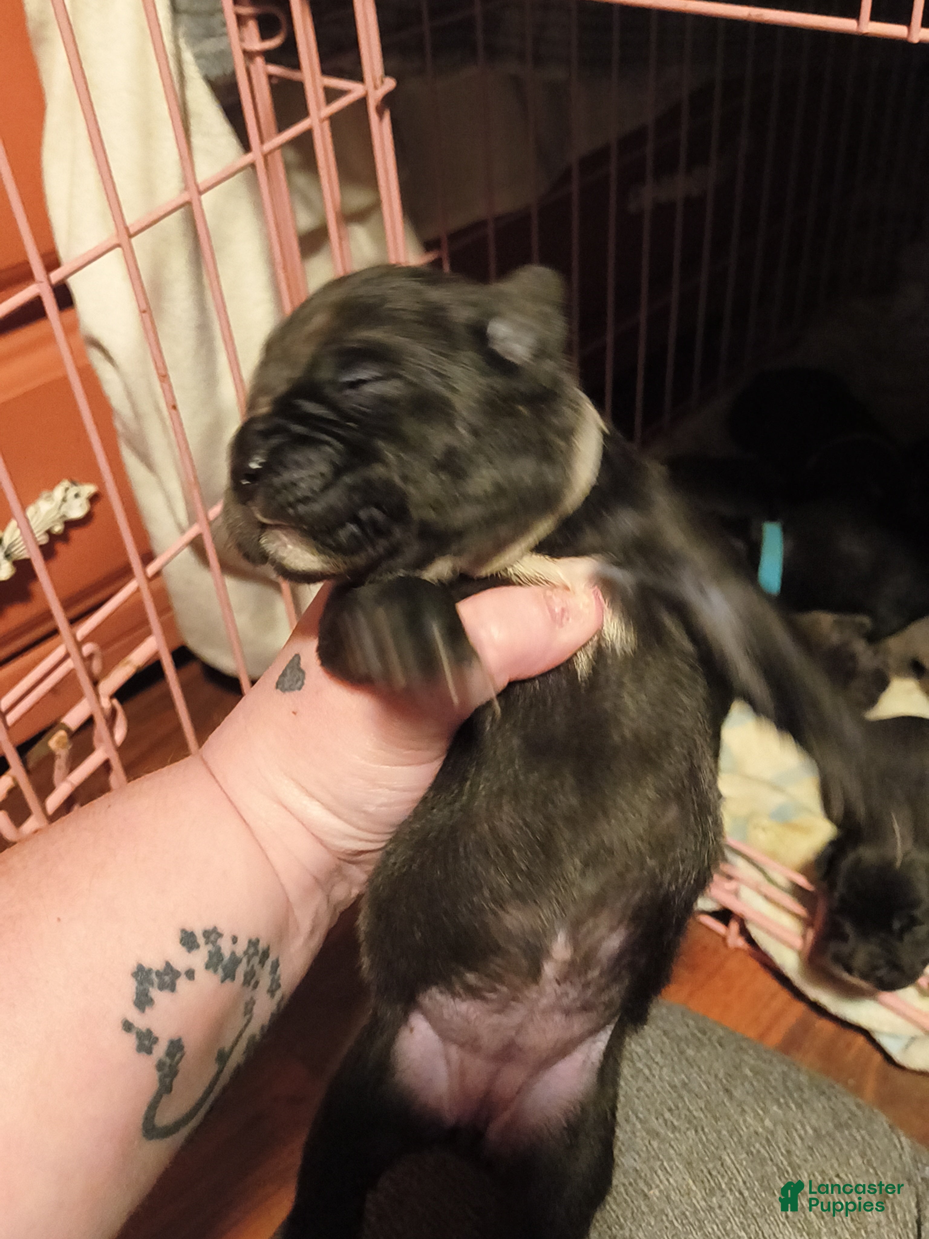 Mixed Breed dogs Black/Grey girl - Ad 35