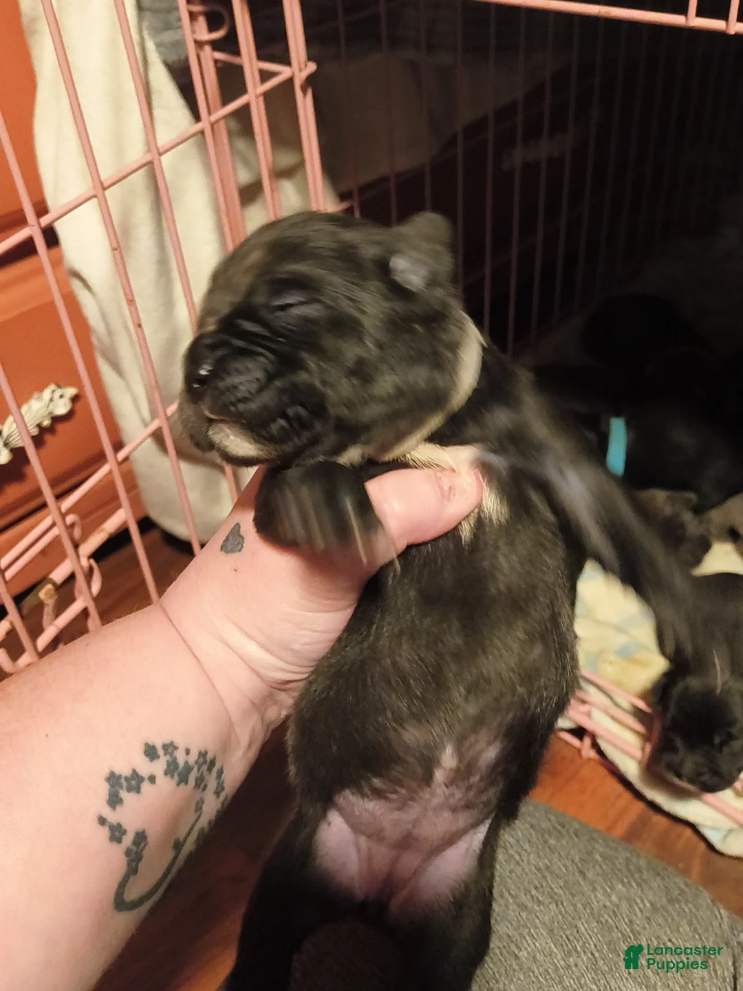 Mixed Breed dogs for sale: Black/Grey girl - Ad 1