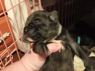 Mixed Breed dogs Black/Grey girl - Ad 35