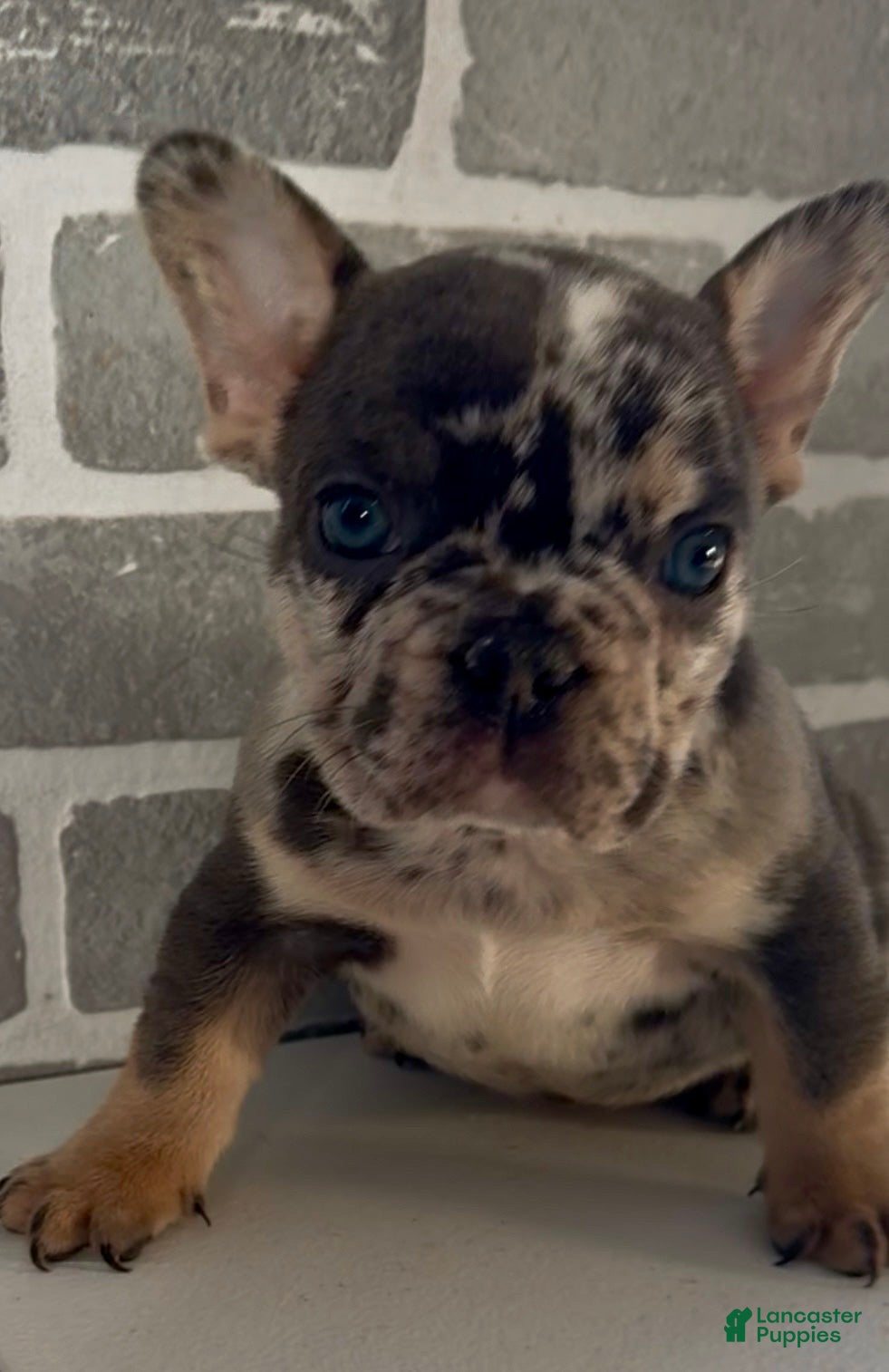 French Bulldog dogs Romeo  - Ad 27