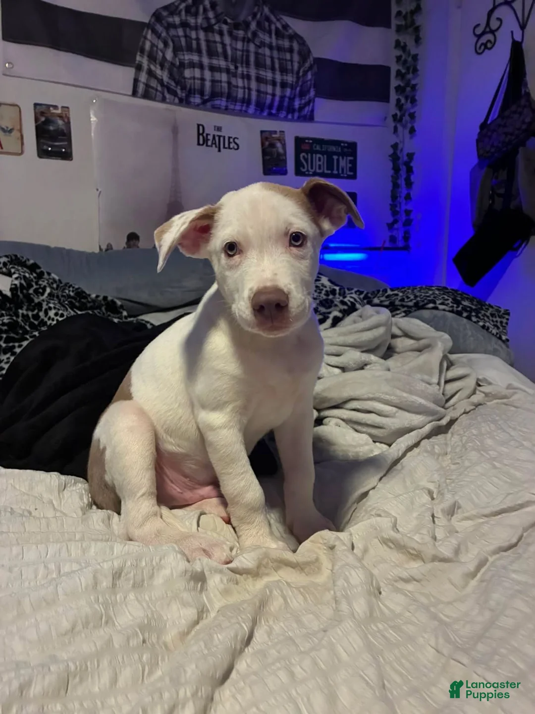 American Pit Bull Terrier dogs for sale: American Pit Bull Terrier 1 - Ad 4