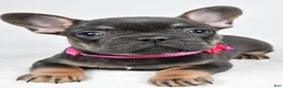 French Bulldog dogs for sale: Tonya - Ad 4