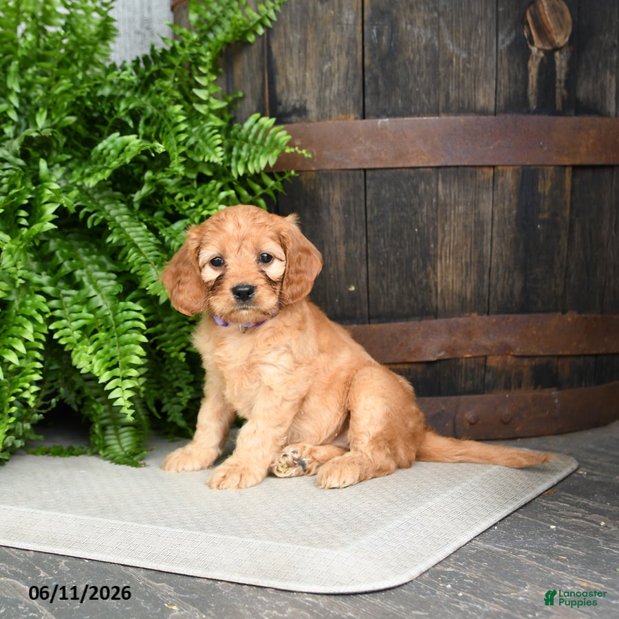 Cavapoo dogs Iris - Ad 2