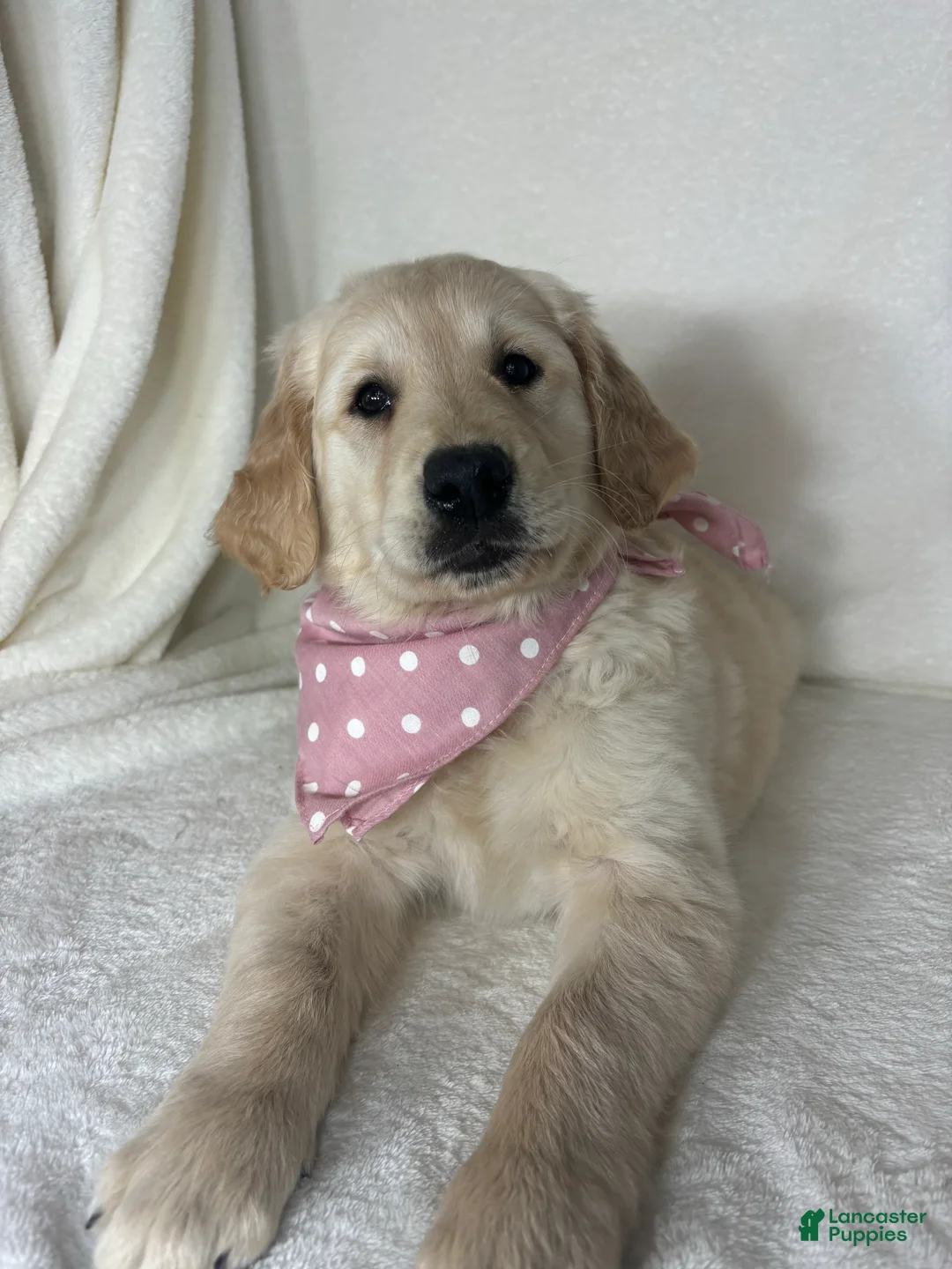 Golden Retriever dogs for sale: Gladys - Ad 2