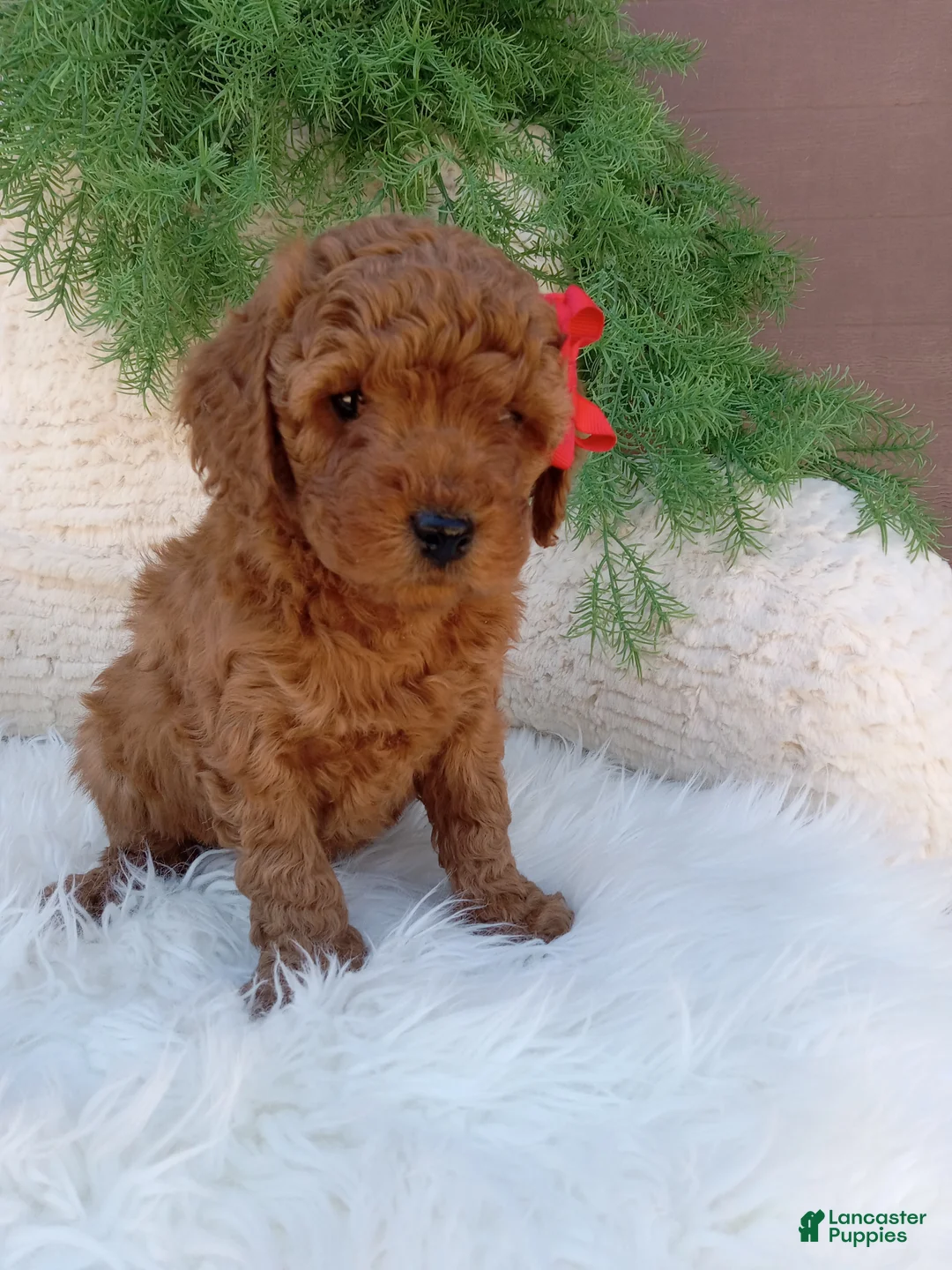 Mini Goldendoodle dogs for sale: Ace - Ad 2