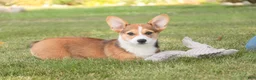 Welsh Corgi Pembroke dogs for sale: Ramona - Ad 6