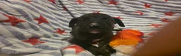 Mixed Breed dogs for sale: Mixed Breed 10 - Ad 1