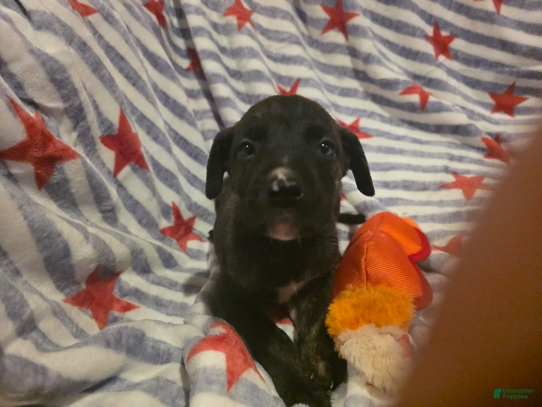 Mixed Breed dogs for sale: Mixed Breed 10 - Ad 1
