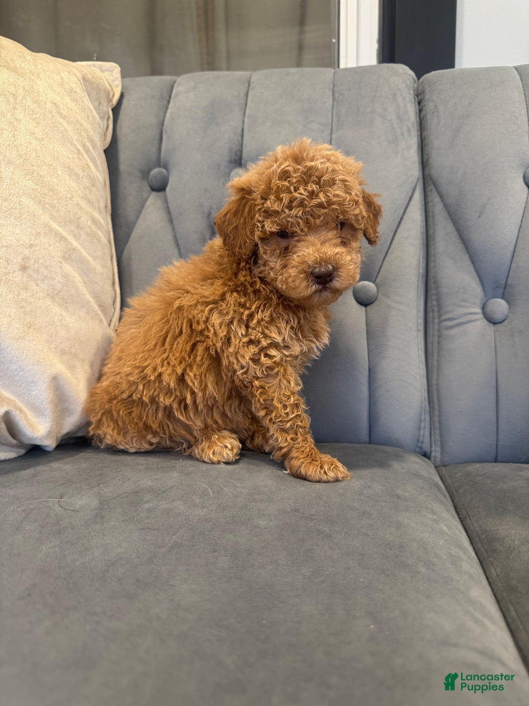 Mini Goldendoodle dogs for sale: Mini Goldendoodle Puppy 3 - Ad 3