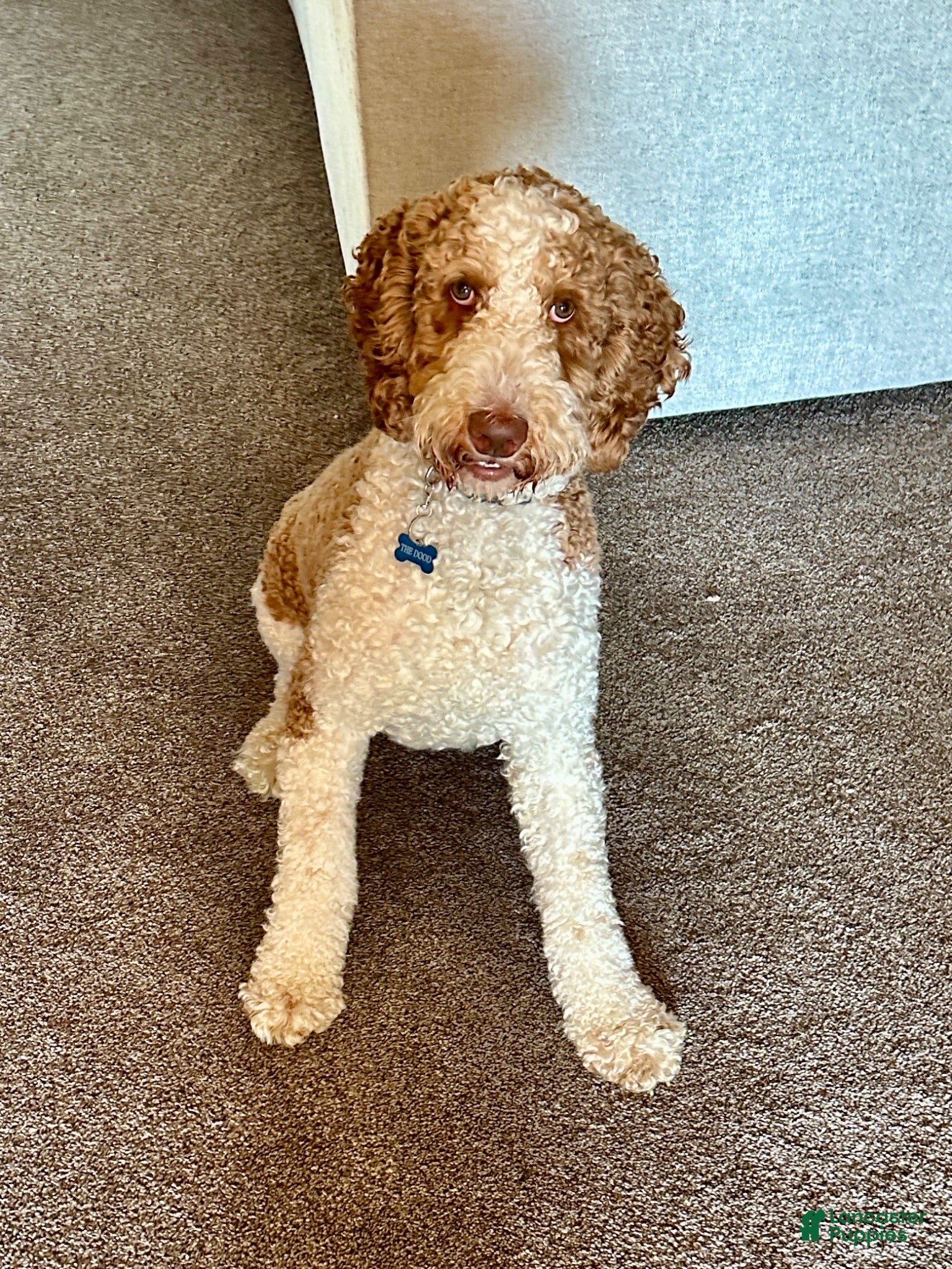Goldendoodle dogs The Dood-F1BB - Ad 6