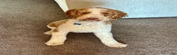 Goldendoodle dogs for stud: The Dood-F1BB - Ad 1