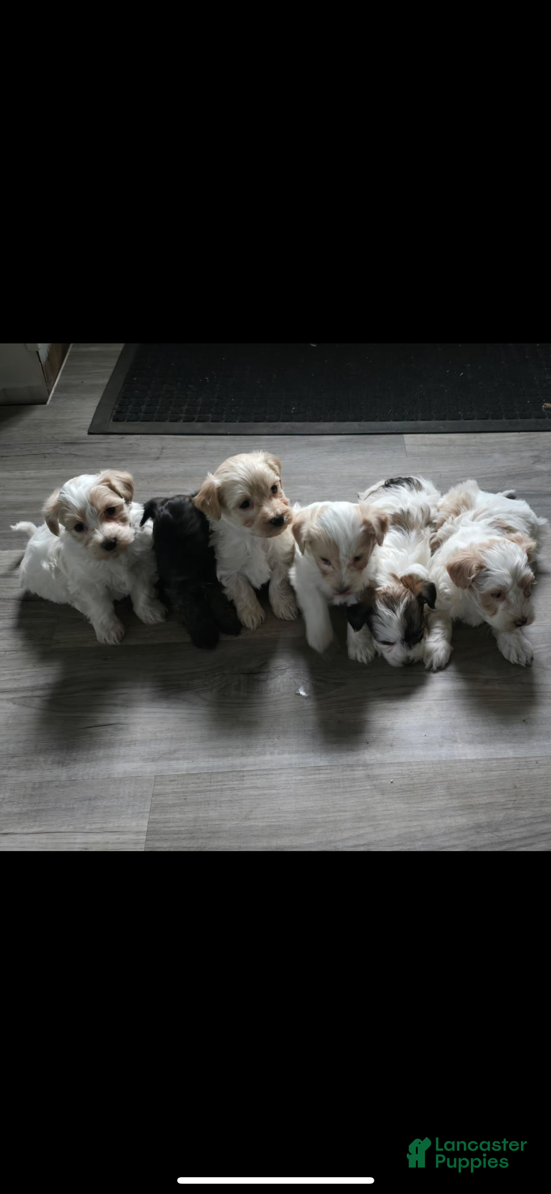 Maltipoo dogs for sale: Maltipoo Puppy 2 - Ad 1