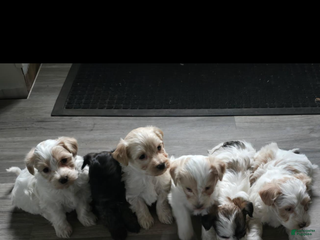 Maltipoo dogs Maltipoo Puppy 2 - Ad 3