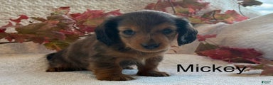 Mickey
