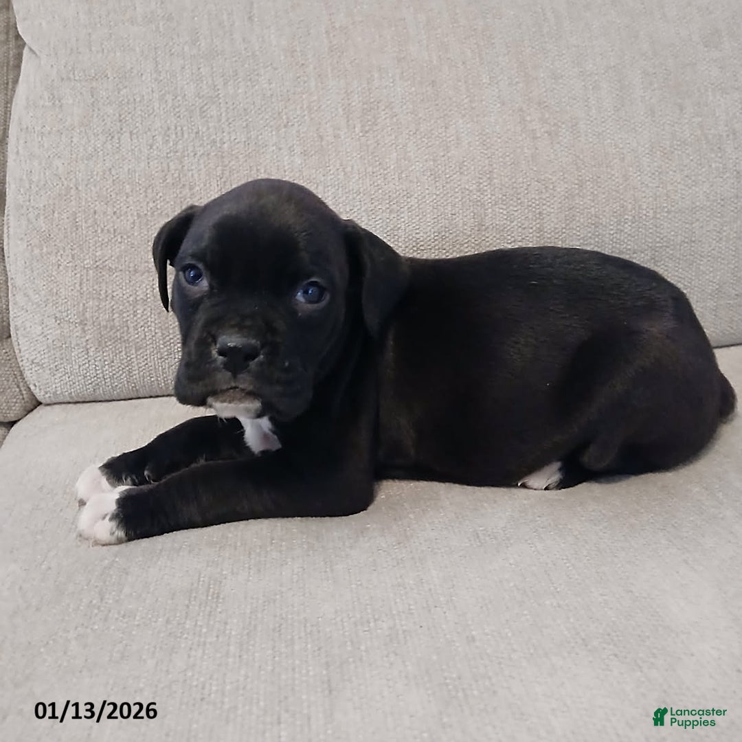 Boxer dogs for sale: Thunder - Ad 4