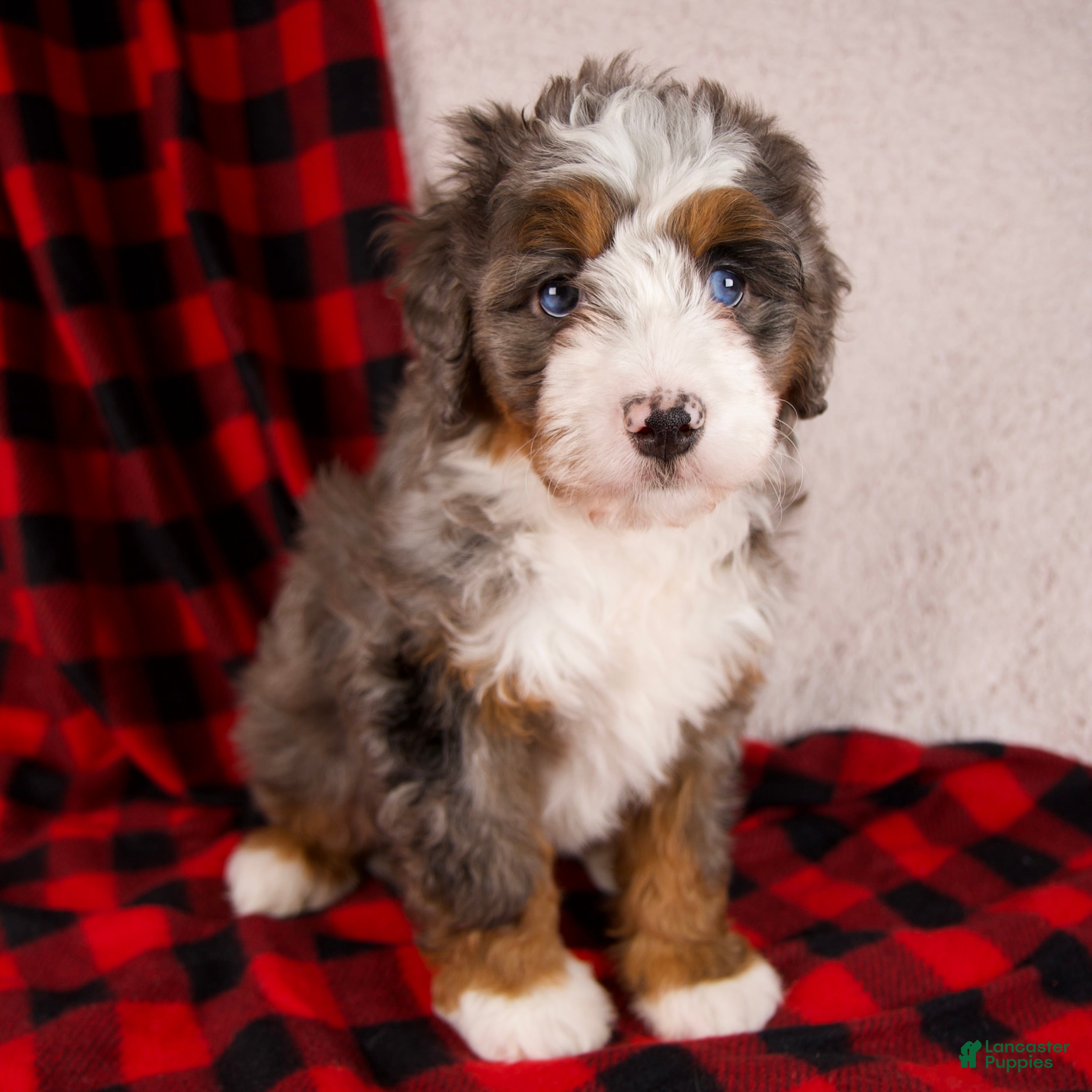 Mini Bernedoodle dogs Glory Girl - Ad 1