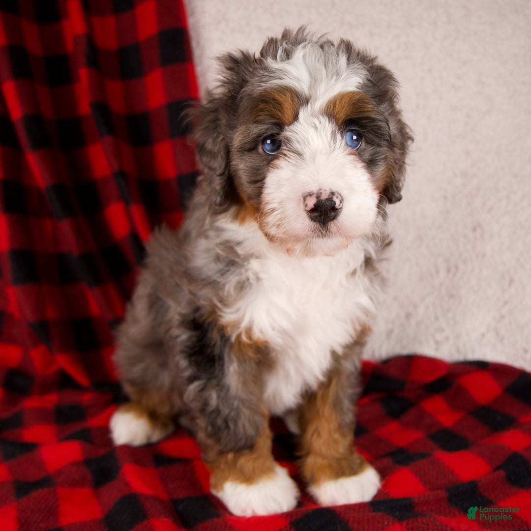 Mini Bernedoodle dogs for sale: Glory Girl *Potty Training* - Ad 1