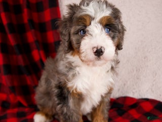 Mini Bernedoodle dogs Glory Girl - Ad 37