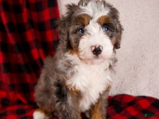 Mini Bernedoodle dogs Glory Girl - Ad 33