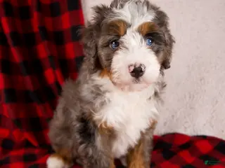 Mini Bernedoodle dogs Glory Girl *Potty Training* - Ad 9