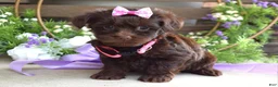 Yorkiepoo dogs for sale: Coco  - Ad 6