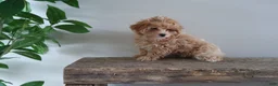 Maltipoo dogs for sale: Missy - Ad 6