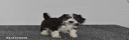 Mini Sheepadoodle dogs for sale: Ivy - Ad 4