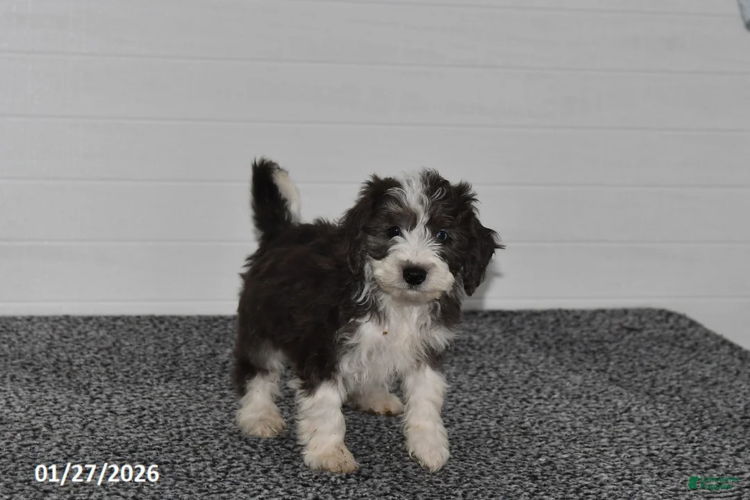 Mini Sheepadoodle dogs for sale: Ivy - Ad 4