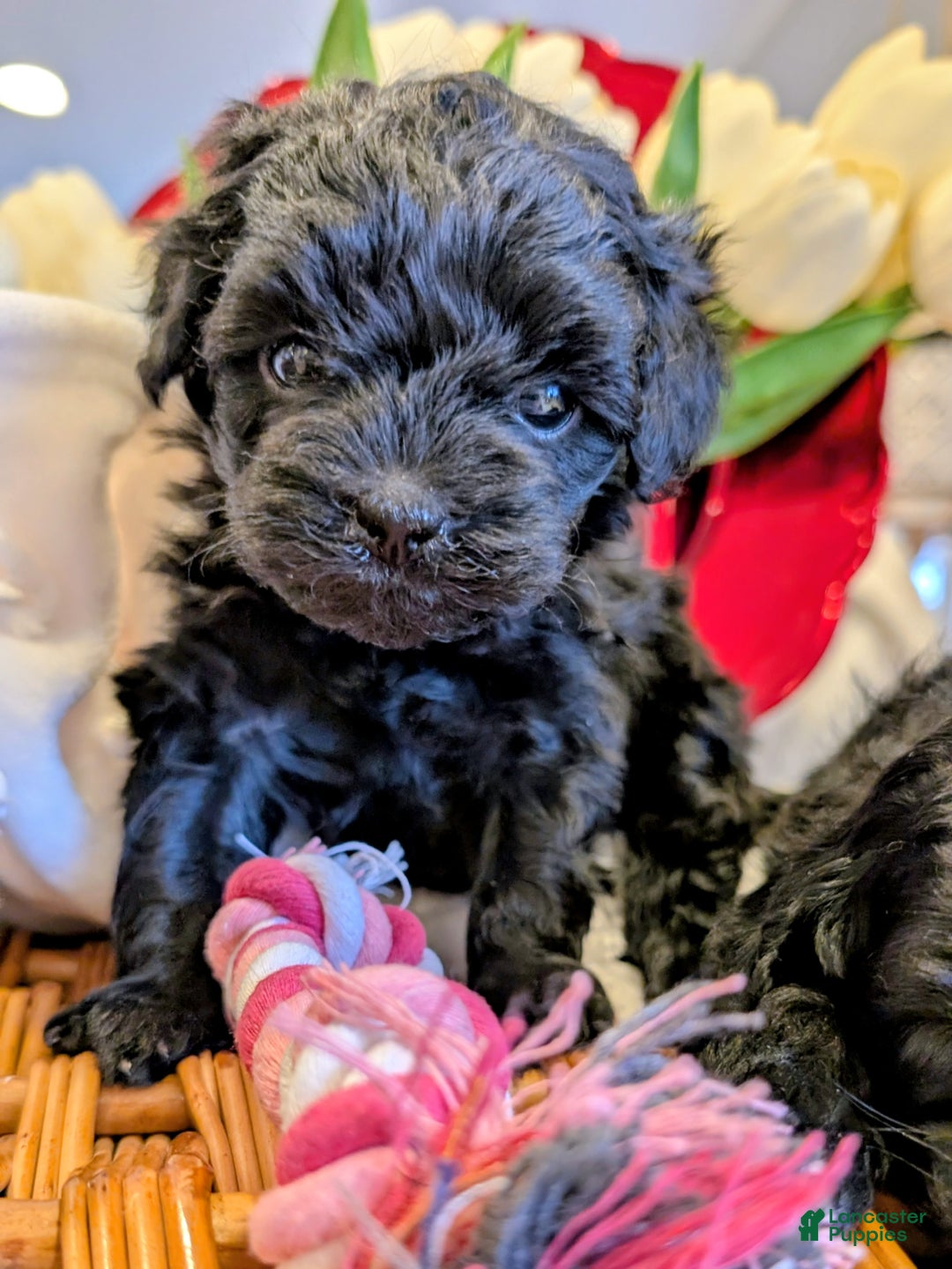 Cavapoo dogs for sale: Bella V. - Ad 2