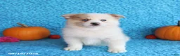 Pomsky dogs for sale: Rocky - Ad 5