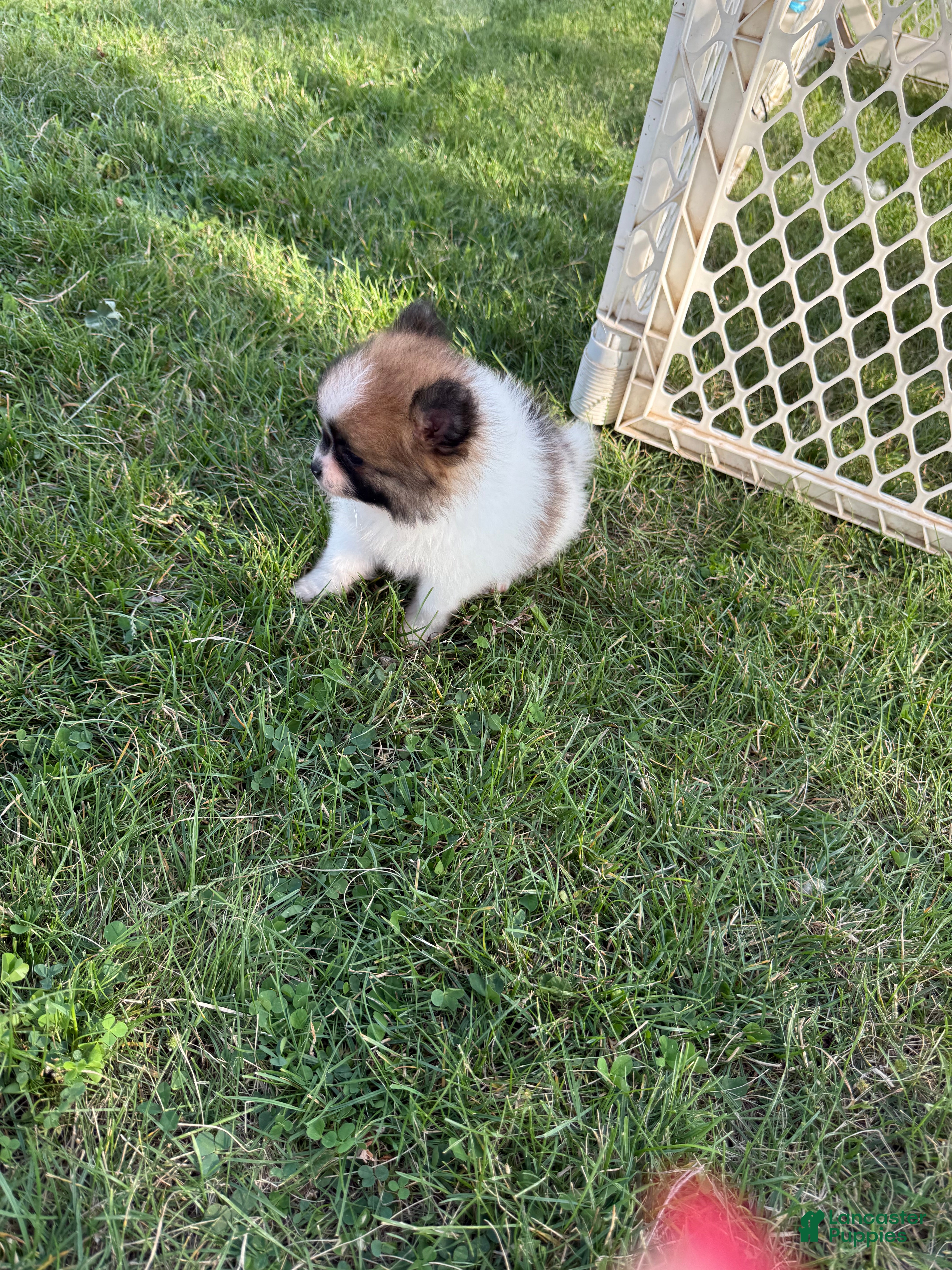 Pomeranian dogs Beethoven  - Ad 2