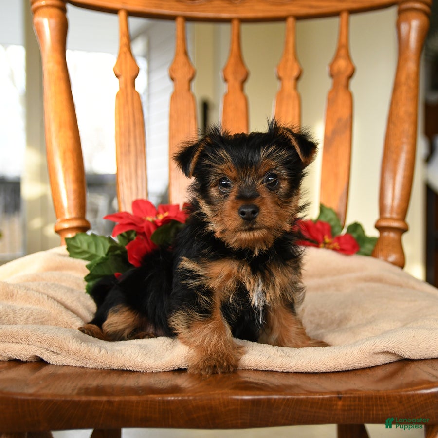Yorkshire Terrier dogs Midnight - Ad 1