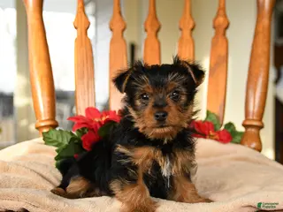 Yorkshire Terrier dogs Midnight - Ad 1