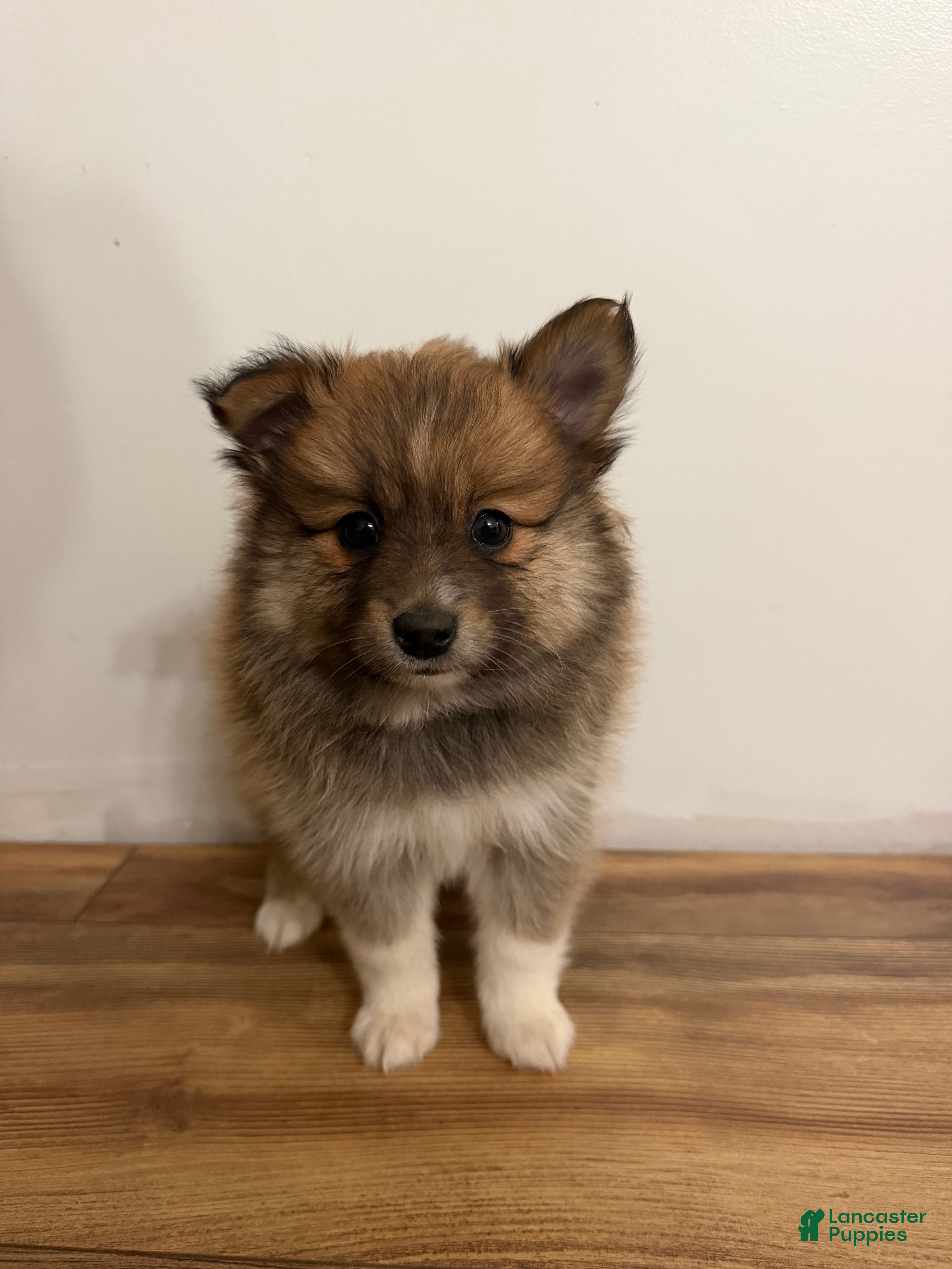 Pomeranian dogs Pomeranian 3 - Ad 26