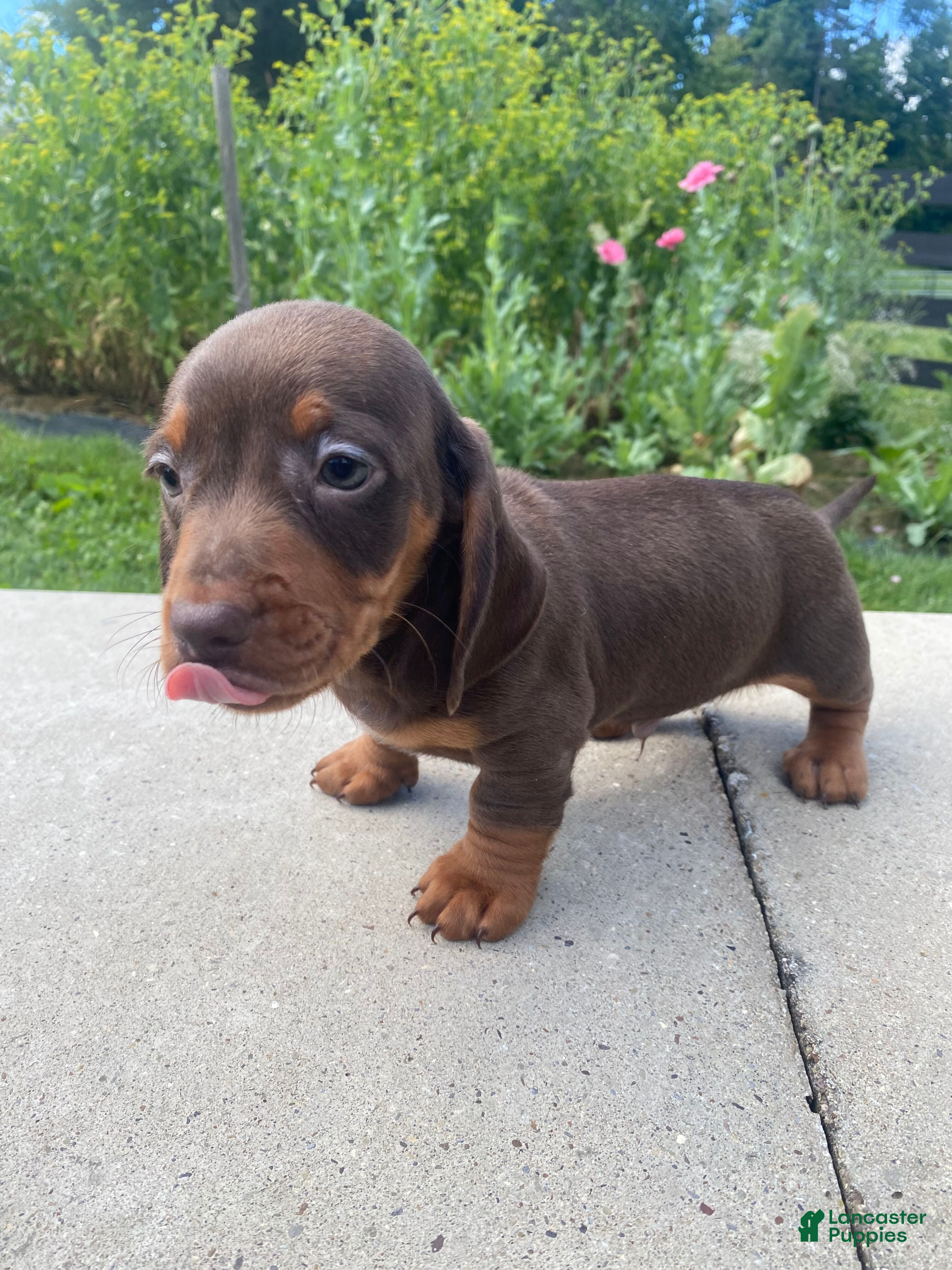 Miniature Dachshund dogs Ryder - Ad 1