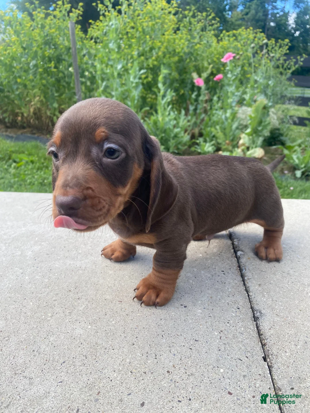 Miniature Dachshund dogs for sale: Ryder - Ad 1