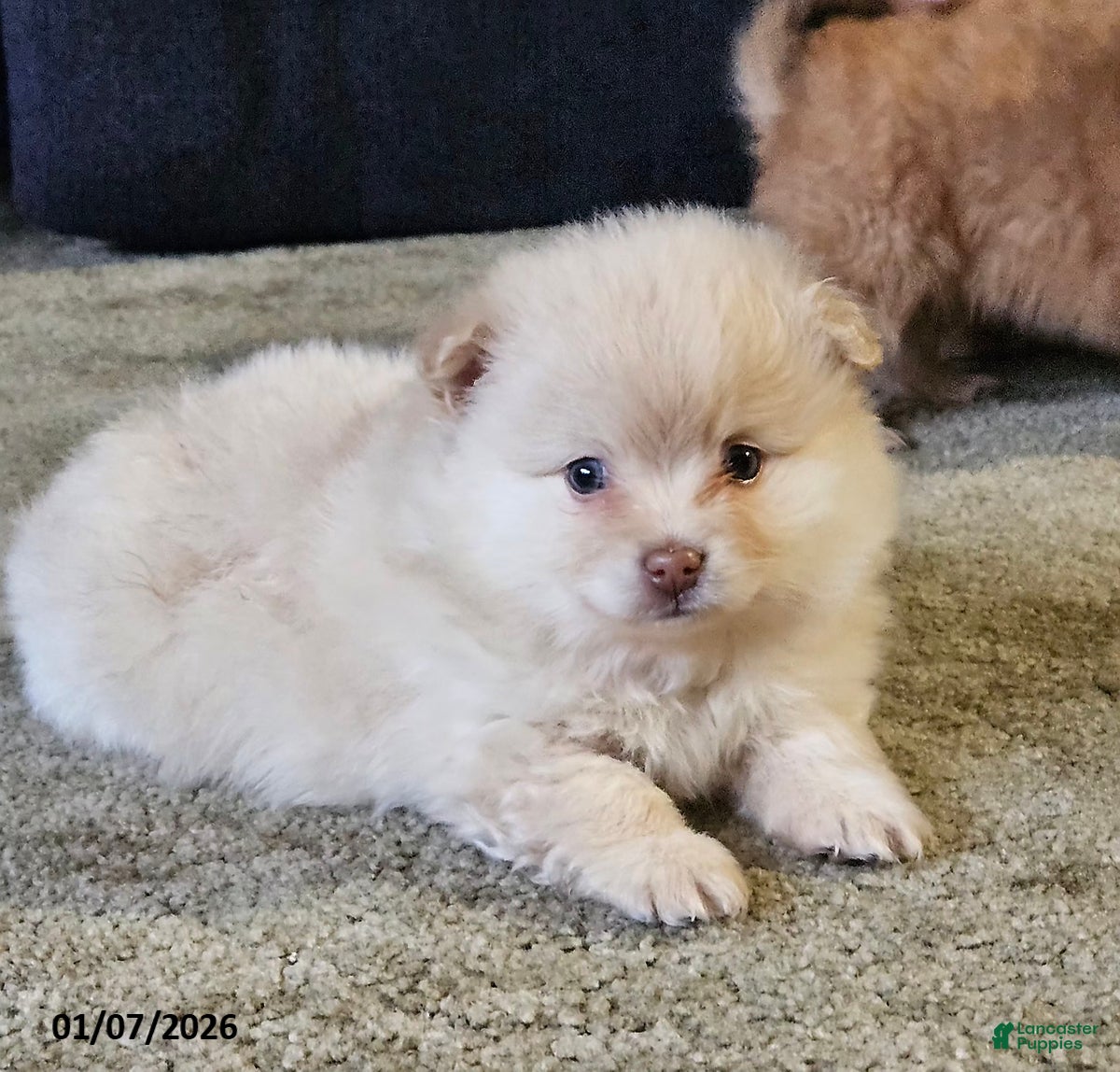 Pomeranian dogs Cameron - Ad 39