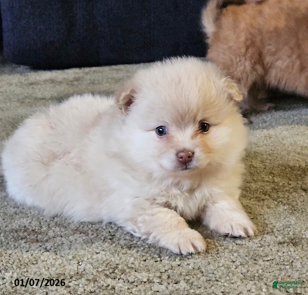 Pomeranian dogs for sale: Cameron - Ad 1