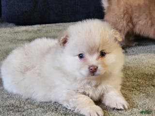 Pomeranian dogs Cameron - Ad 39