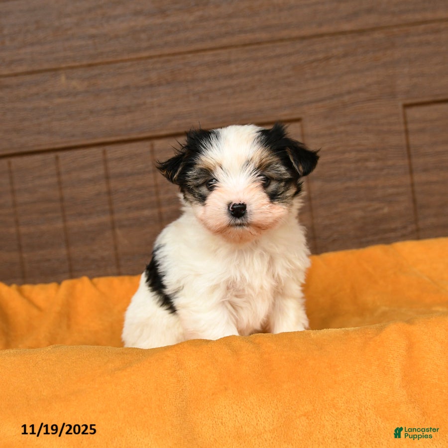 Morkie dogs Ricotta - Ad 11