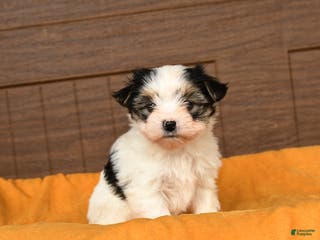 Morkie dogs Ricotta - Ad 38