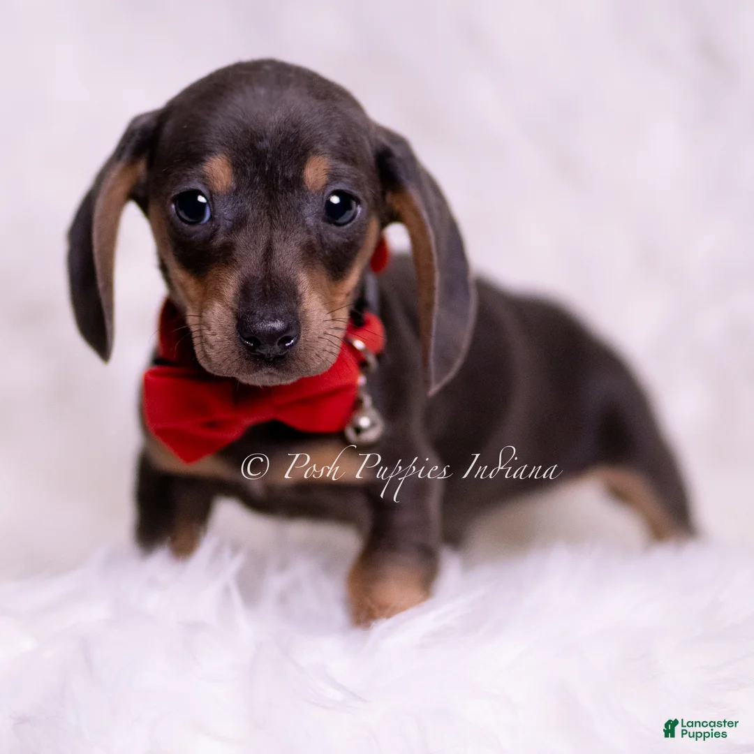 Miniature Dachshund dogs for sale: Theo - Ad 7