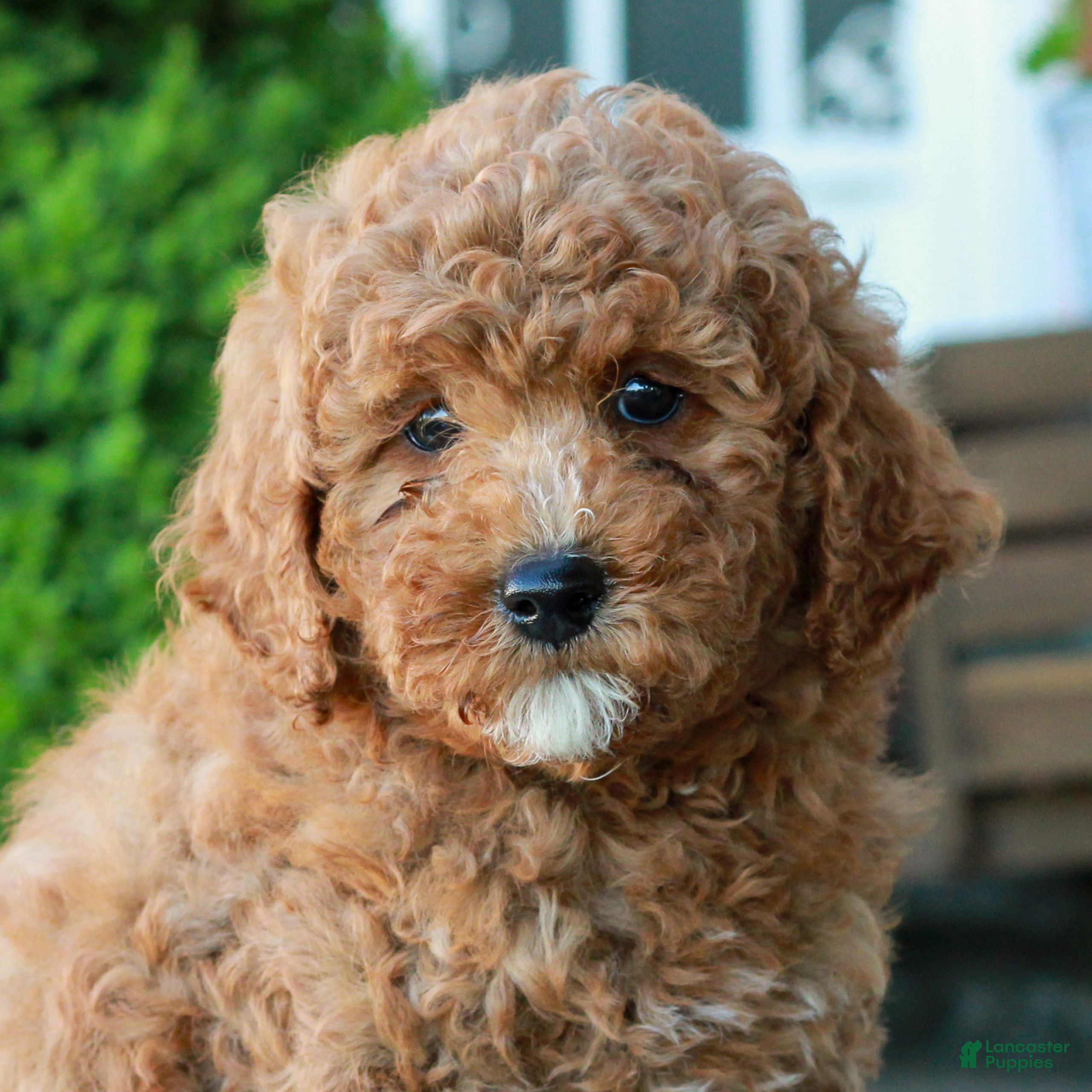 Mini Goldendoodle dogs Landon  - Ad 2