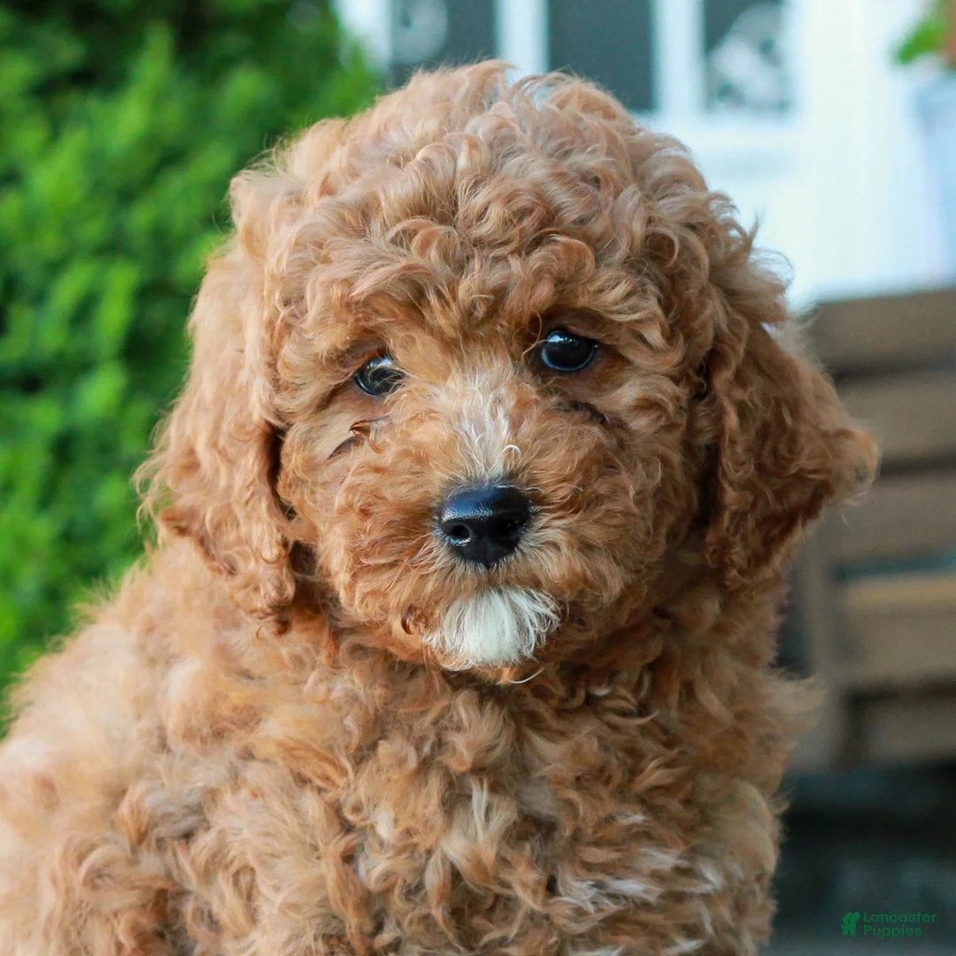 Mini Goldendoodle dogs for sale: Landon  - Ad 2