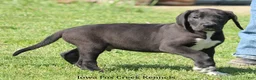 Great Dane dogs for sale: Milo - Ad 2