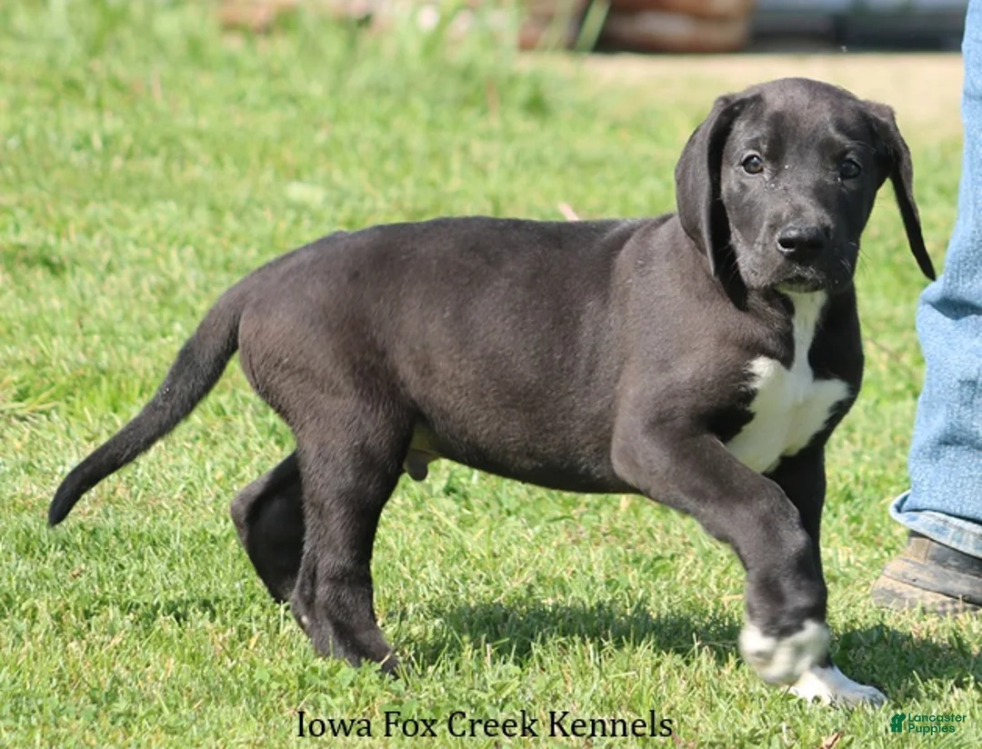 Great Dane dogs for sale: Milo - Ad 2